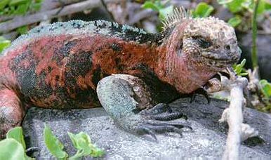 Iguana