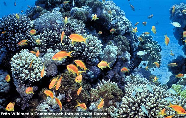 red-sea-korall
