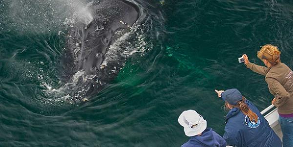 wtm2016-whale-watching-kalifornien